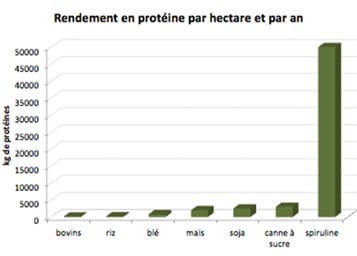 Spiruline du garlaban - Rendement en protéine par hectare et par ans