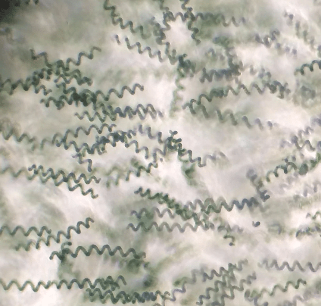 Spiruline du garlaban - spiruline au microscope